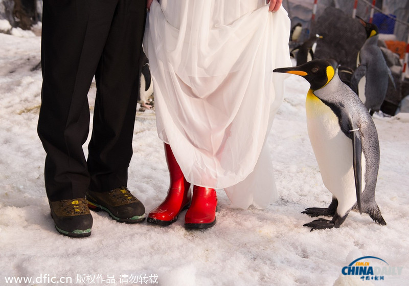 南极探险家情侣在250只企鹅见证下举行浪漫婚礼