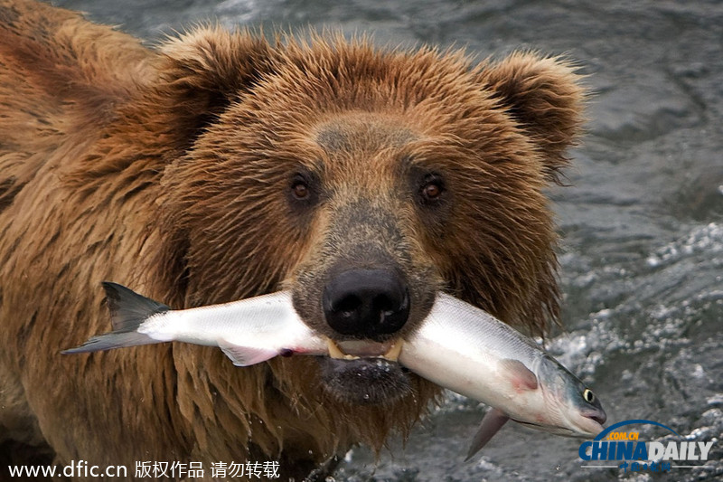美饥饿棕熊端坐急流中 静候猎物三文鱼跳入嘴中
