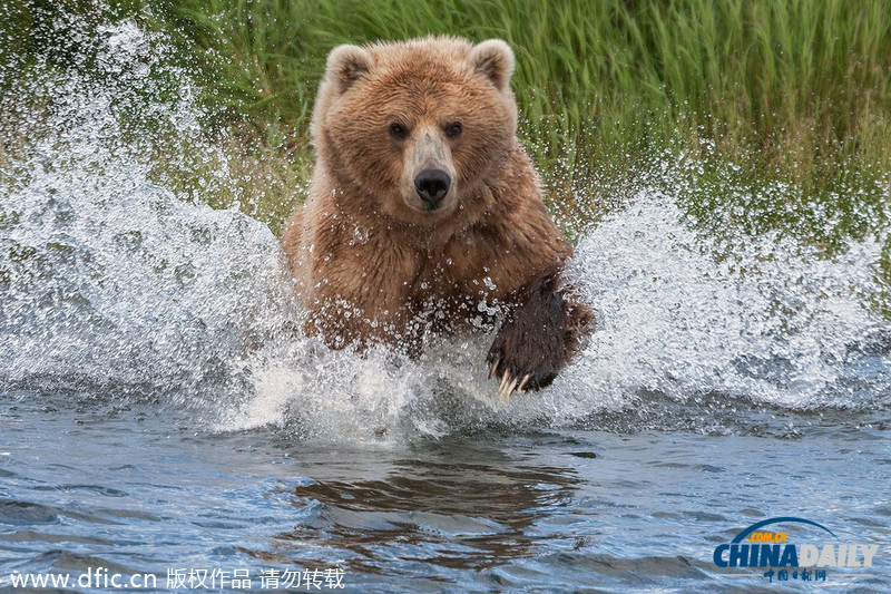 美饥饿棕熊端坐急流中 静候猎物三文鱼跳入嘴中