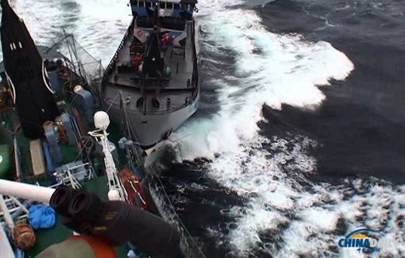 日本捕鲸船攻击性冲撞国际反捕鲸船 未致人员伤亡