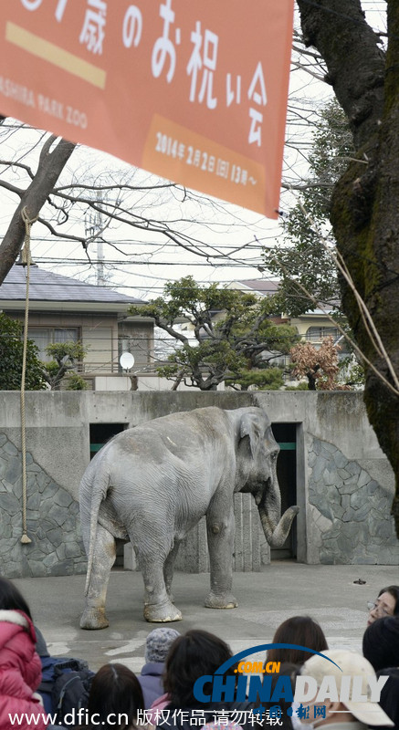 日本最长寿大象迎来67周岁生日