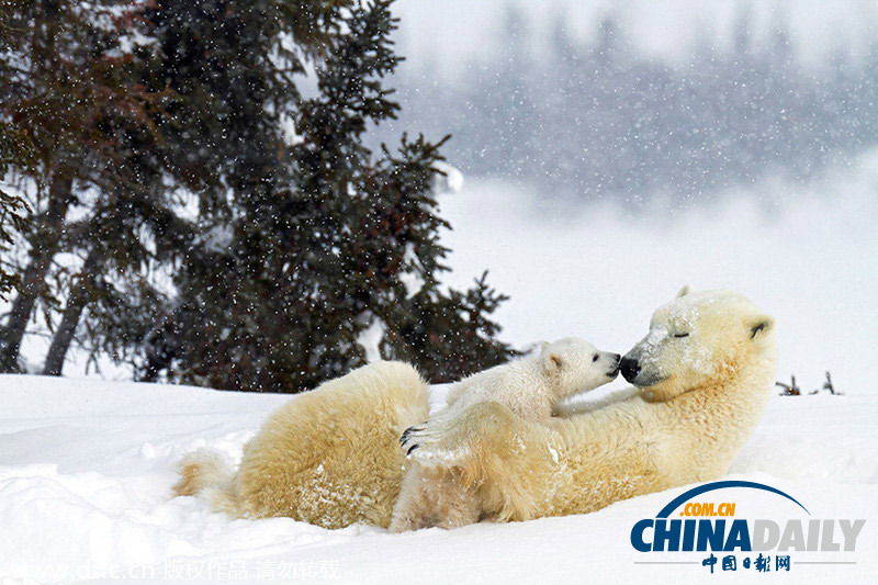 三胞胎北极熊宝宝初见冰雪萌态尽显