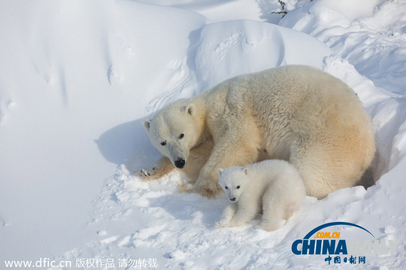 三胞胎北极熊宝宝初见冰雪萌态尽显