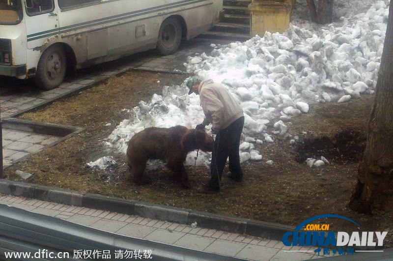 遛狗简直弱爆啦！俄罗斯男子遛棕熊震惊路人
