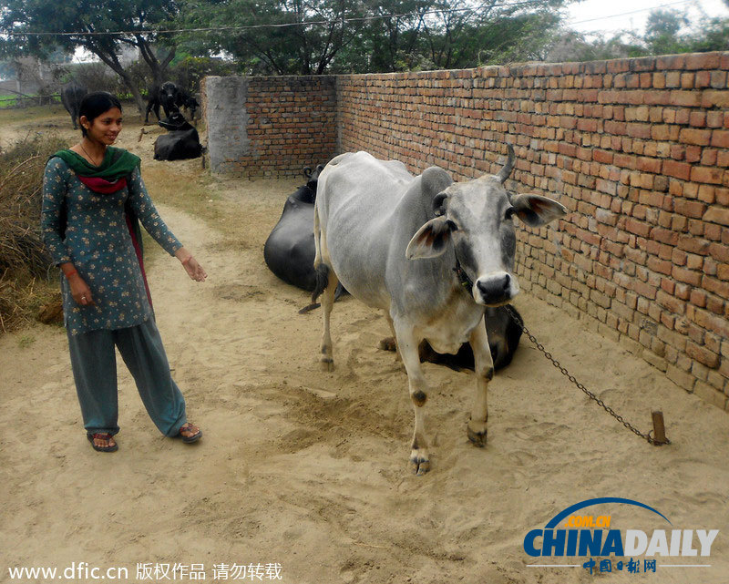 印度25岁女孩不能吃固体食物 母亲买奶牛为其供食
