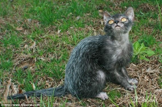 美国培育出猫咪新品种 外貌似狼人行为像猎犬