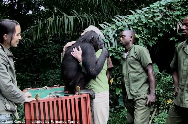 网上疯传黑猩猩回归野外前与救命恩人热情拥抱照片