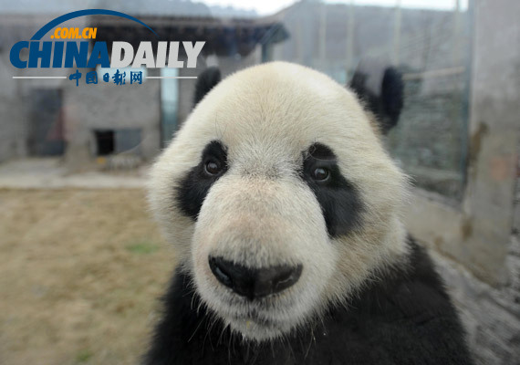 英媒：大熊猫赴比利时享元首待遇 各名园争相接待