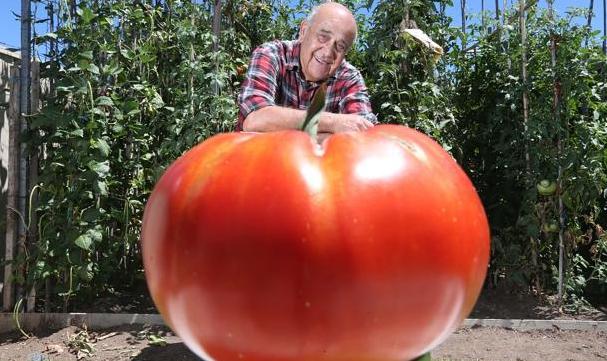 澳农夫自家菜园收获巨型西红柿 重约1.1公斤