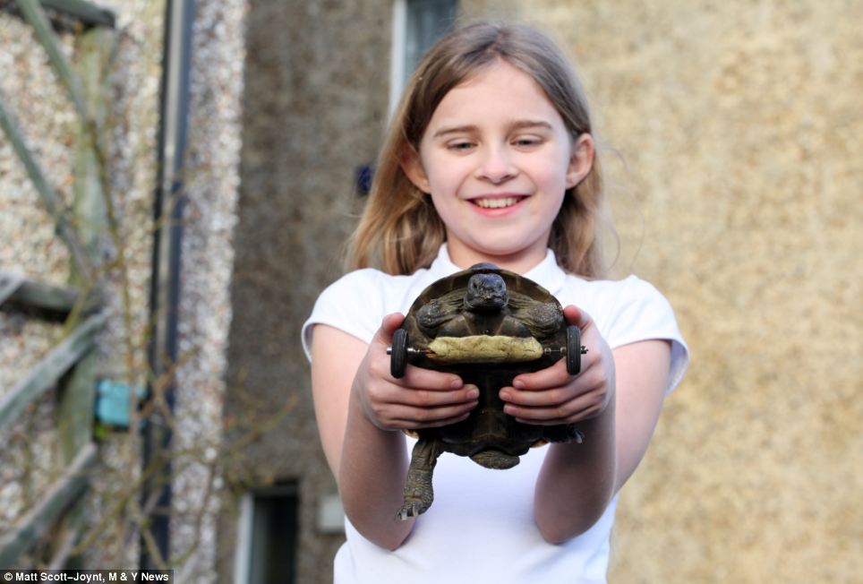 英国冬眠乌龟前肢被老鼠啃食 装轮子代步重获新生