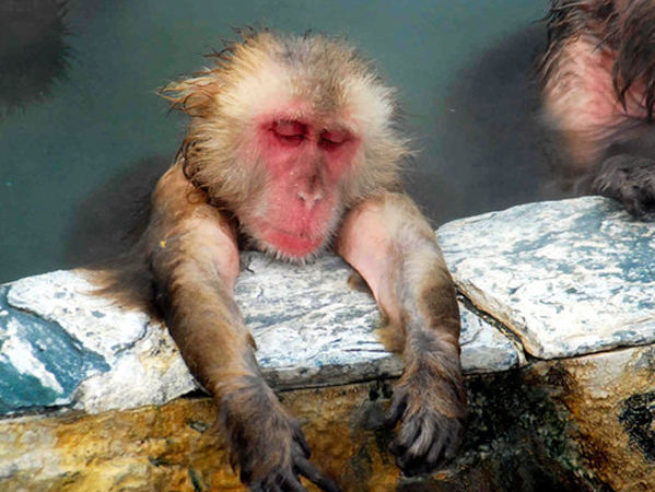 日本北海道猴子泡温泉御寒