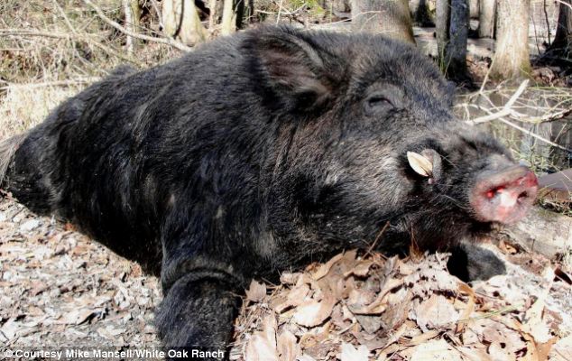 美国猎人捕获500磅超级大野猪 足够全家吃一年