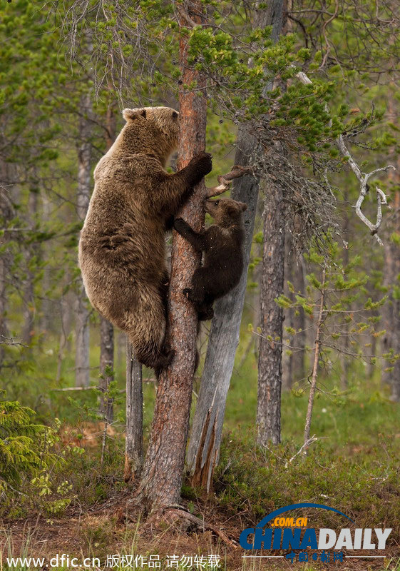 熊宝宝跟着妈妈学爬树 手脚灵活超可爱至极