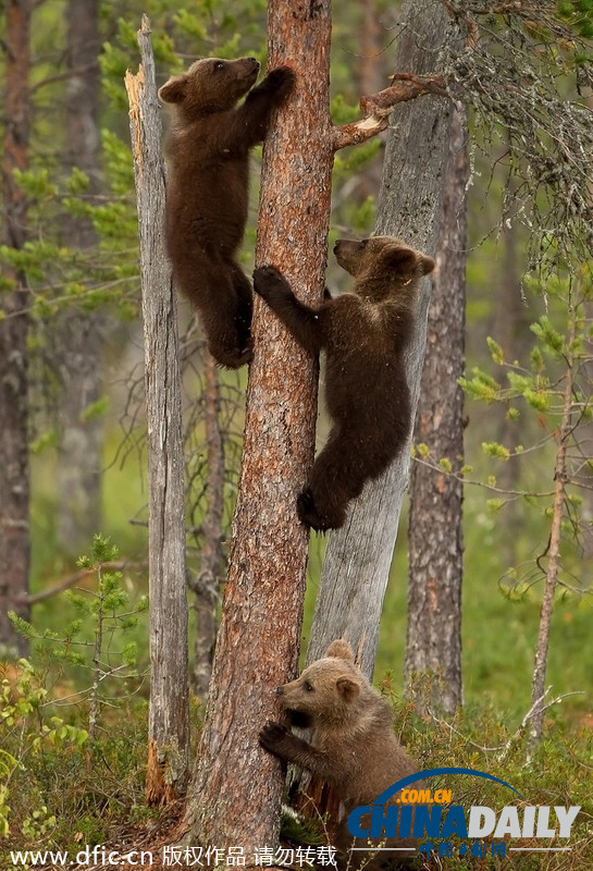 熊宝宝跟着妈妈学爬树 手脚灵活超可爱至极