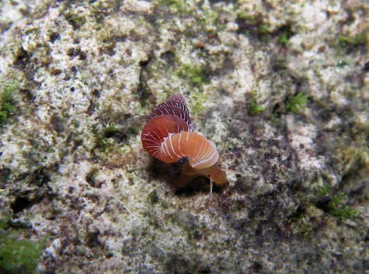 科学家发现濒危新品种蜗牛 似迷你珠宝炫酷迷人