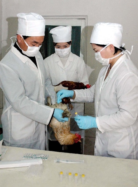韩媒：朝鲜平壤禽流感疫情扩散 数万只鸡被宰杀
