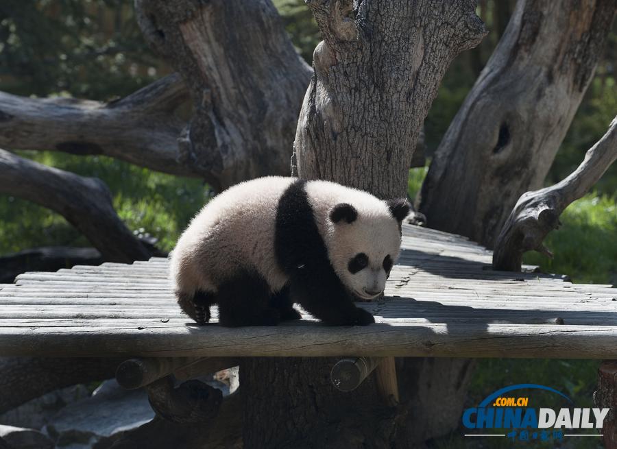 大熊猫“星宝”亮相马德里动物园 去年西班牙出生