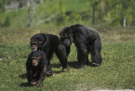 美动物园上演“越狱”大戏 7只黑猩猩用圆木翻墙