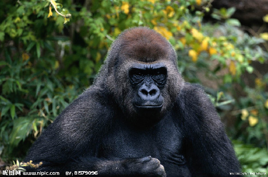 美动物园上演越狱大戏 7只黑猩猩用圆木翻墙