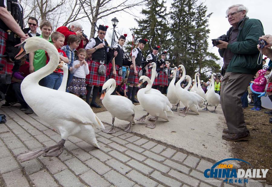 加拿大举行天鹅游行活动 庆祝春天到来