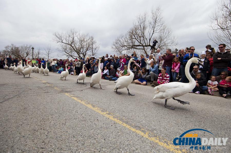 加拿大举行天鹅游行活动 庆祝春天到来