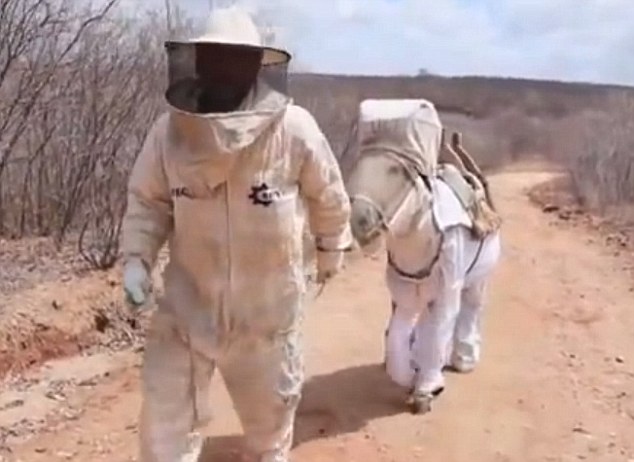 巴西养蜂人为驴子设计“工作服”防蜇咬