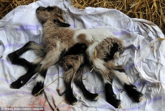 克罗地亚农场惊现八条腿山羊 雌雄同体恐难活过一周