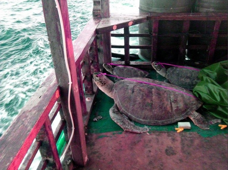 菲律宾公布其所谓“中国渔船上死海龟”照片