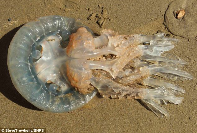 巨型水母被冲上美国海岸 场面震撼