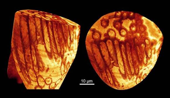 全球最古老精子现身澳洲化石中 距今约1700万年