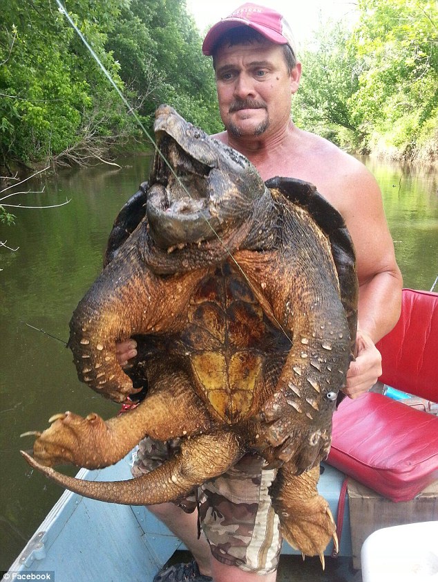美国垂钓者意外捕获大鳄龟 面相狰狞超恐怖