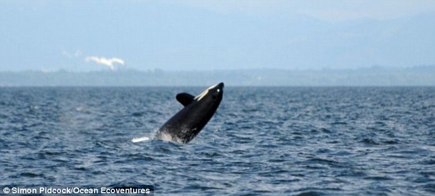 全球最老鲸鱼现身美国西海岸 103岁高龄