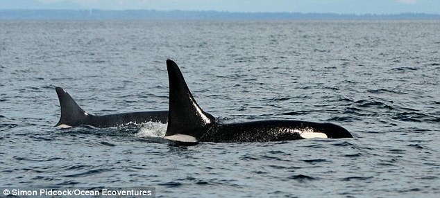 全球最老鲸鱼现身美国西海岸 103岁高龄