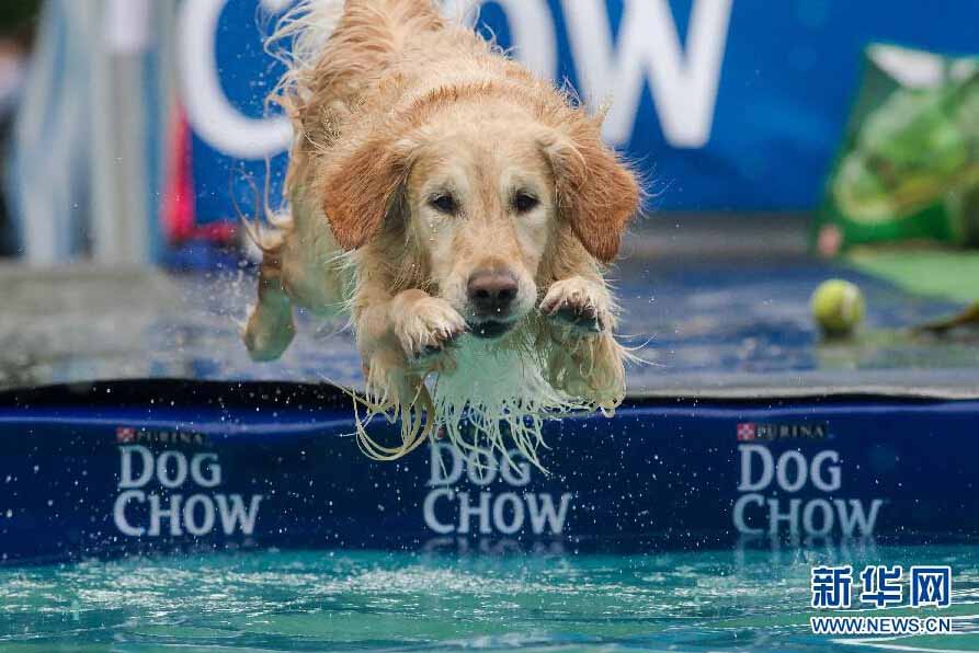 匈牙利举办狗狗跳水比赛 运动健将与旱鸭子同场竞技