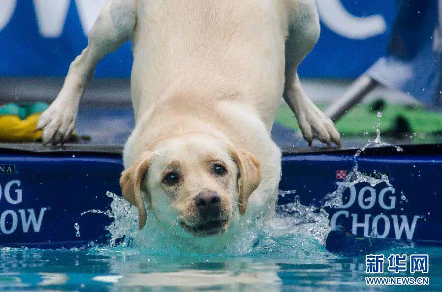 匈牙利举办狗狗跳水比赛 运动健将与旱鸭子同场竞技