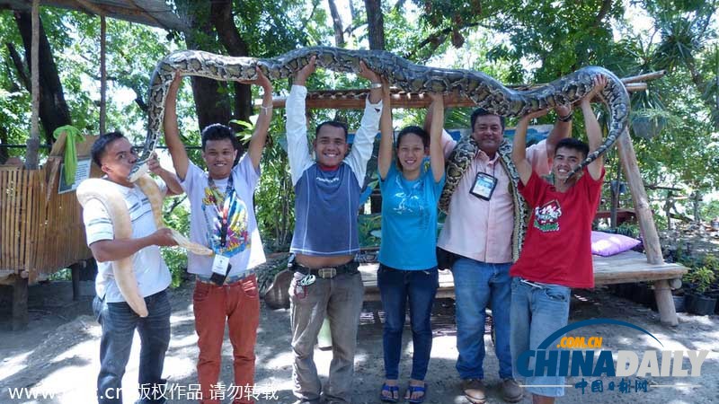 菲律宾动物园推出4条缅甸蟒按摩服务