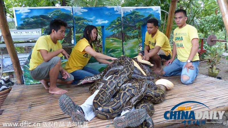 菲律宾动物园推出4条缅甸蟒按摩服务