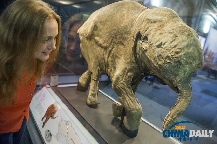 伦敦博物馆展迄今保存最完整猛犸象