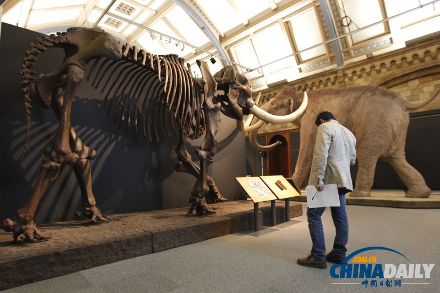 伦敦博物馆展迄今保存最完整猛犸象