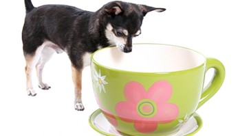 英商家推狗狗专用花茶：喝了能除口臭能让毛光亮