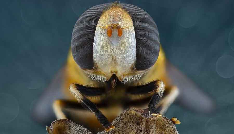 摄影师微距揭秘昆虫世界：如外星生物（组图）