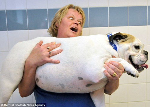 英国举行动物健身大赛 超重宠物争减肥冠军（图）