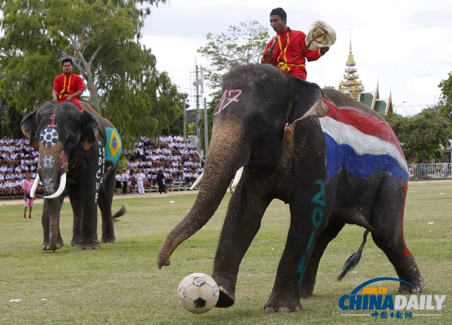 泰国大象驰骋绿茵场 提前为世界杯造势（高清组图）