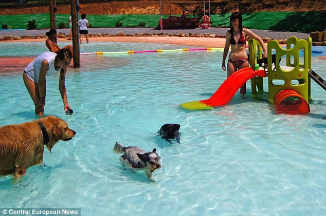 皮筏水滑梯应有尽有 世界首家狗狗游泳池开张迎客