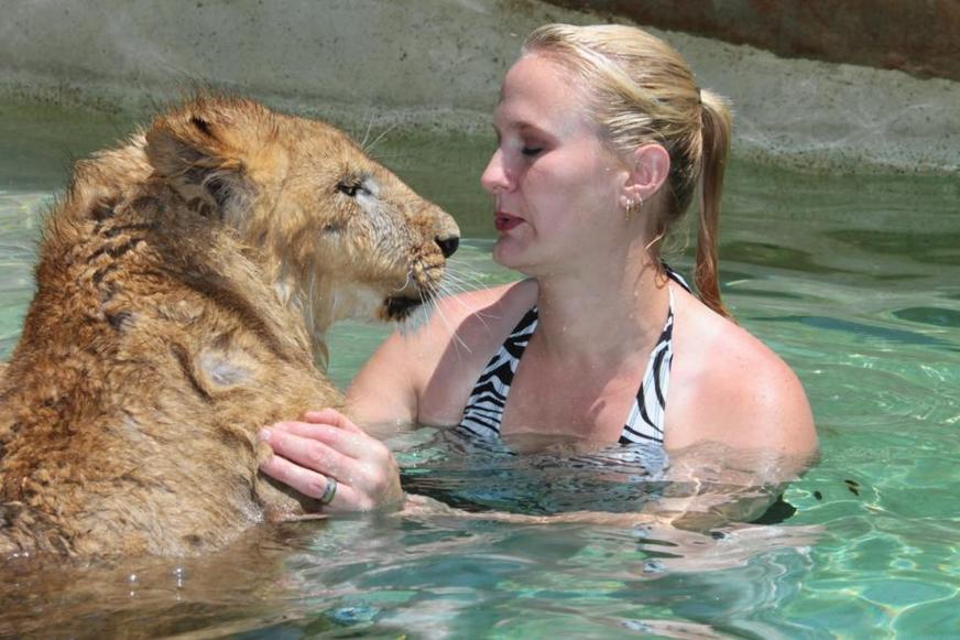 美国自然保护区虎狮熊成好朋友 同游泳共戏水