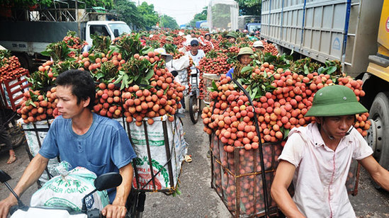 越媒：越南每天通过凉山口岸对华出口荔枝600吨