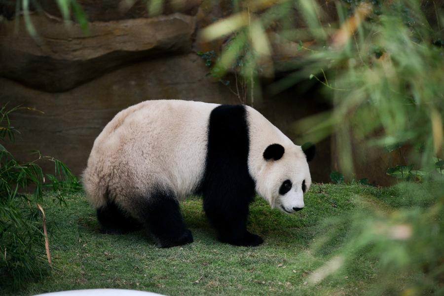 大熊猫亮相吉隆坡 马总理亲自喂食