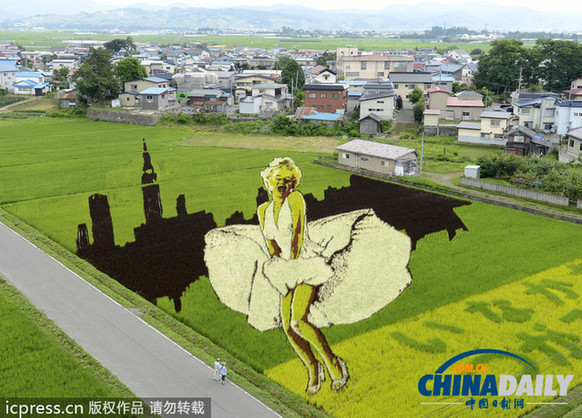 日本官方科研机构被爆偷拿中国稻种进行栽培实验