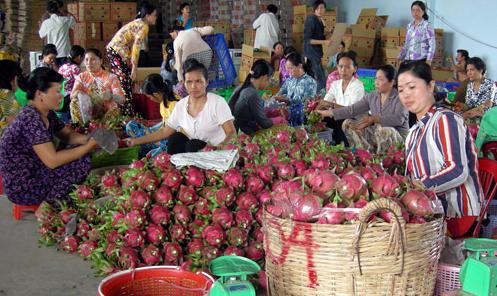 越媒：中国商人减少采购 越南火龙果价格大跌