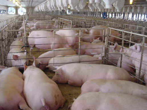 美国猪瘟爆发一年多每周死10万头 或利好中国猪市